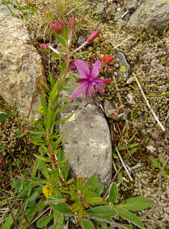 Chamaenerion fleischeri - Onagraceae